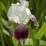 Iris en fleurs et horaire estival au Jardin botanique